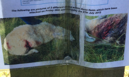 Victims: part of a poster nailed to a post on a farm near Winchelsea