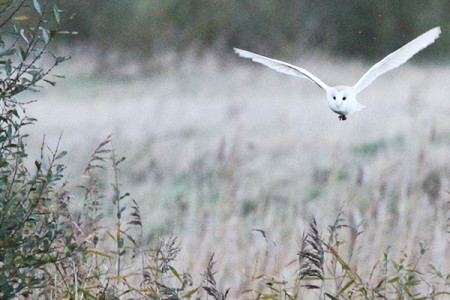 The white lady - in French the silent barn owl is known as la dame blanche
