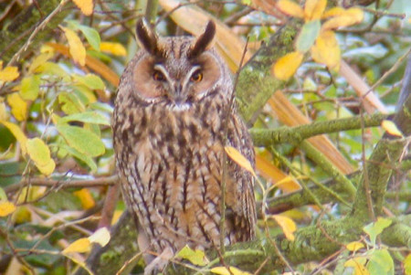 1501long-eared-owl