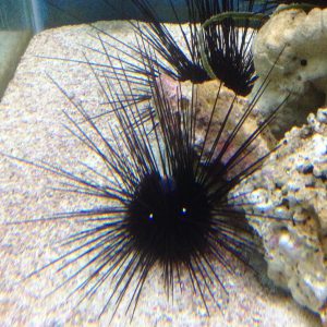 Tiny-eyed urchin