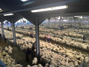 Ashford market, where local lambs spend the day