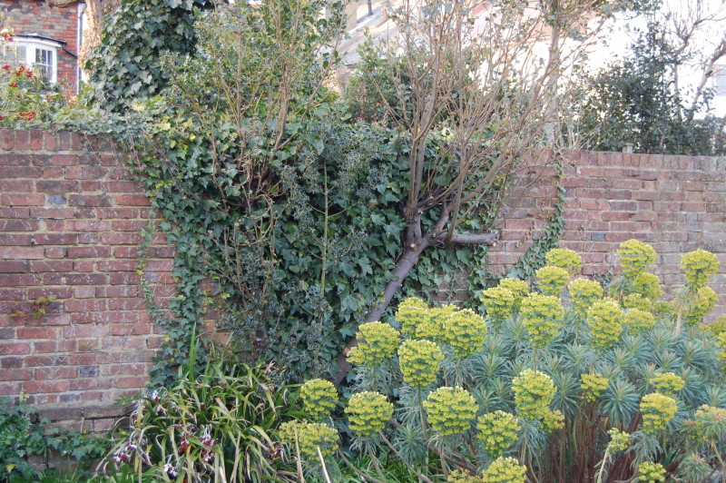 Rampant ivy on the writer's garden wall, set off by colourful spurge 