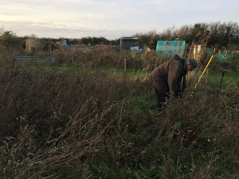 Fathers have their uses! Pops on the allotment on Boxing Day 2015