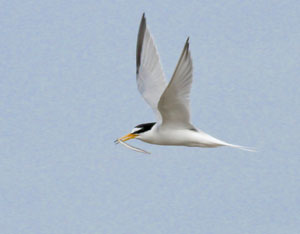Little tern Rye Harbour Nature Reserve
