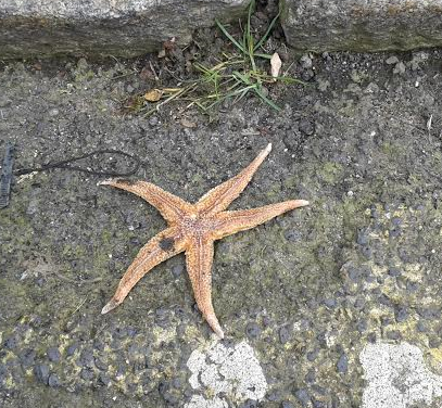 starfish found in High Street