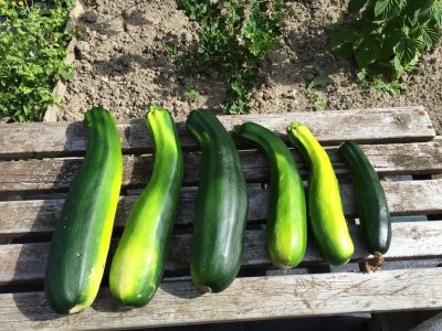 Family-sized courgettes
