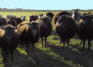 Mystery of chocolate sheep Chocolate Sheep