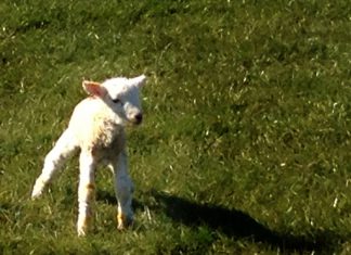 new born lamb
