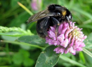 Buzzing in the marsh