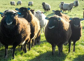 Breed mystery solved