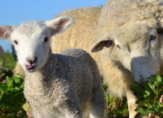 Mad dogs and bad ramblers