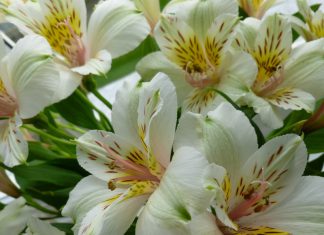 Winchelsea’s secret gardens