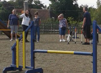 Agility for anybody, any dog