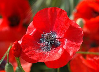 Salutes to the fallen