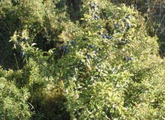 Time to speed up sloe entries