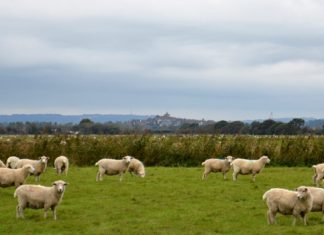 Bureaucracy gone baaaa-my