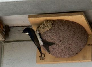 Give a home to a house martin