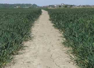 Henry James’s favourite walk