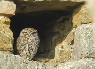 The silent hunters in our midst