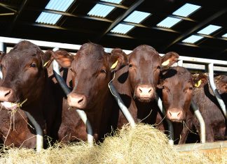 Anything else you want, silly moos?