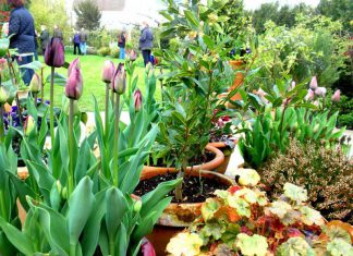 Winchelsea’s secret gardens