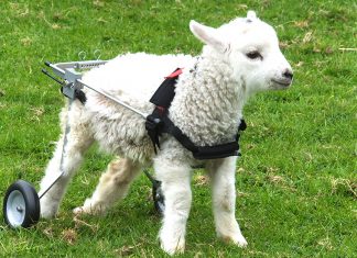 Baaa-rrmy lamb goes for a spin