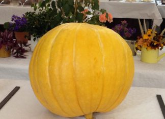 No vegging out at annual show