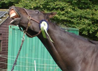 Horse crowned Comedy King