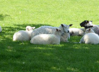 Could lamb fill rice bowls?