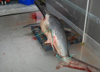 Sharks and other fishy tales