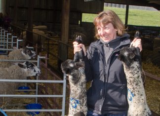 Now see it live – baaaa