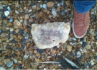 Beach jetsam: Dog warning