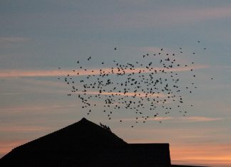 Starlings – why do they do it?