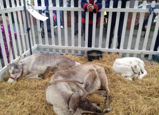 Time for a quick kip before . . .