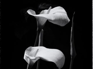 A feast of “Mixed Starters”