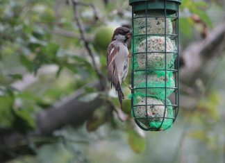 Join the great birdwatch