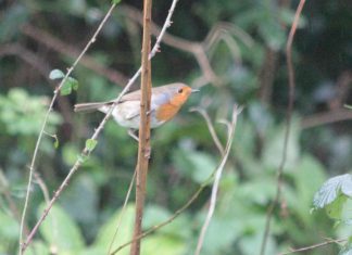 Watching the birdie weekend