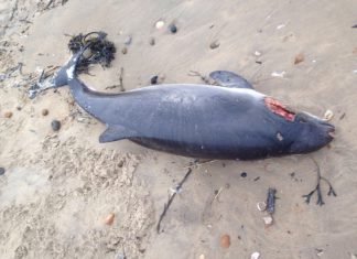 Body found on Camber beach