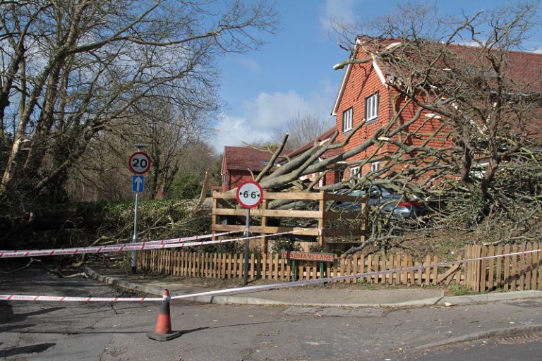 Tree blocks Deadmans Lane Rye News