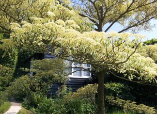 Open garden at Float Lane