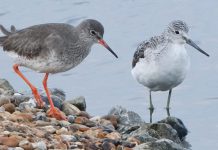 Rye Harbour Nature Reserve & Discovery Centre