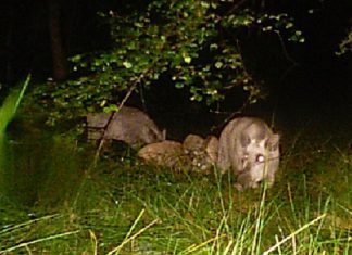 It’s time for wild boars