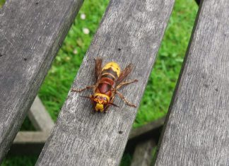 Invasion of hornets?