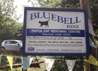 Pussies galore in Hastings