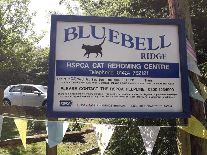 bluebell ridge rspca cats home