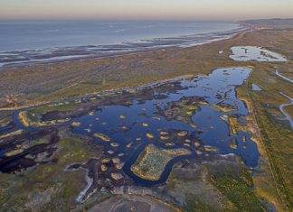 Rye Harbour Walking Festival