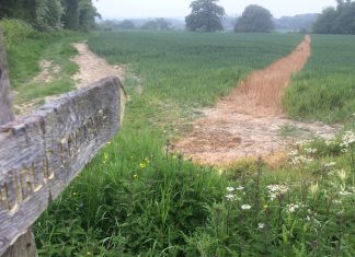 Twenty years of walking