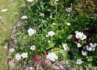 White flowers and a farewell