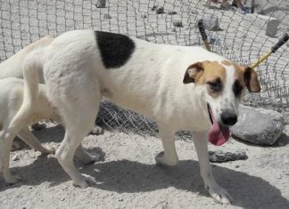 Hound-helping holidaymakers