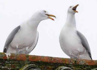 Living with gulls